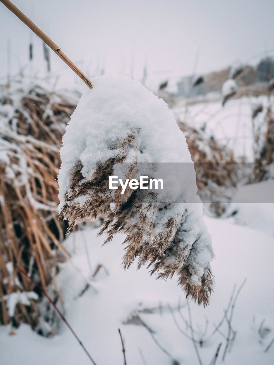 Close-up of snow covered field