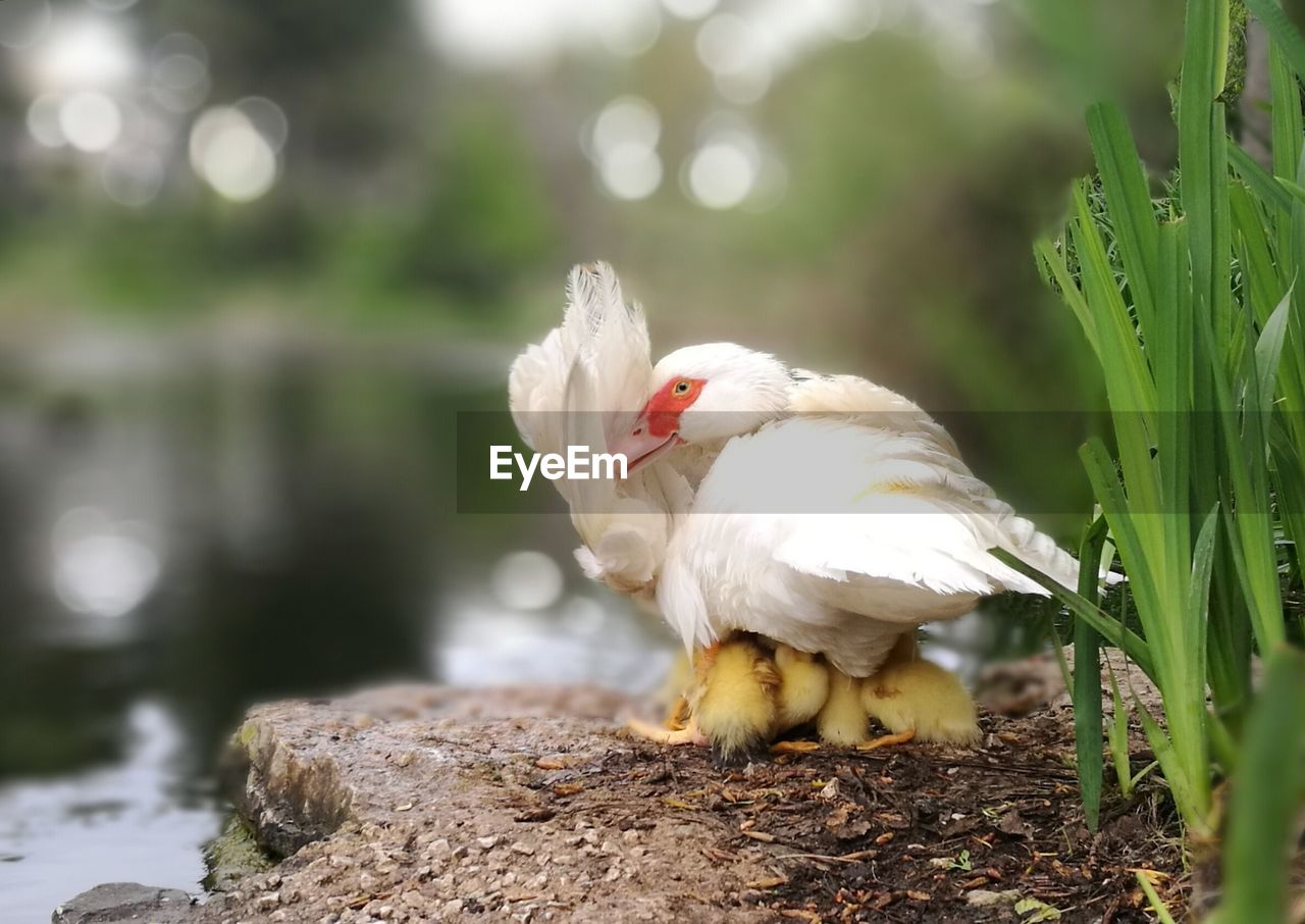 Close-up of duck and ducklings