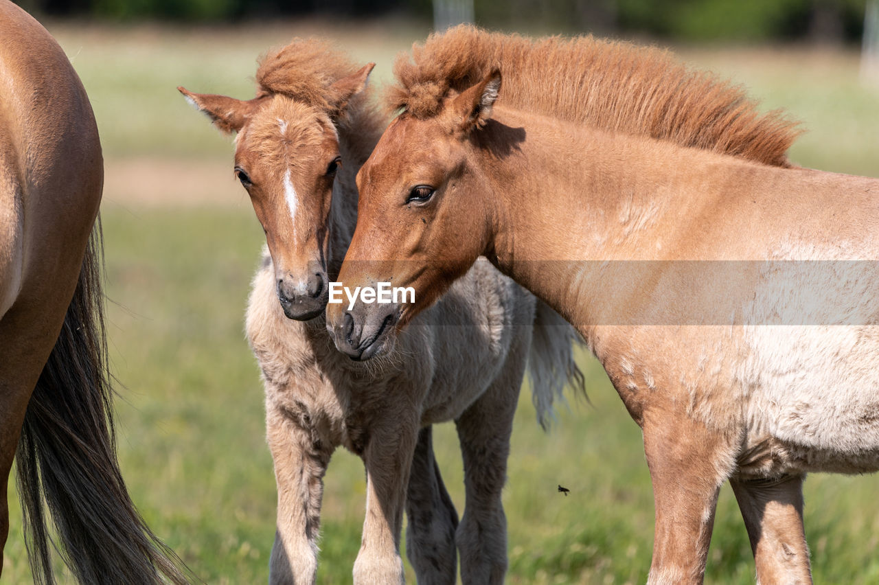 Horses in a field