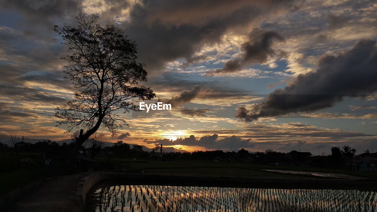 SILHOUETTE TREES ON FIELD AGAINST SKY AT SUNSET