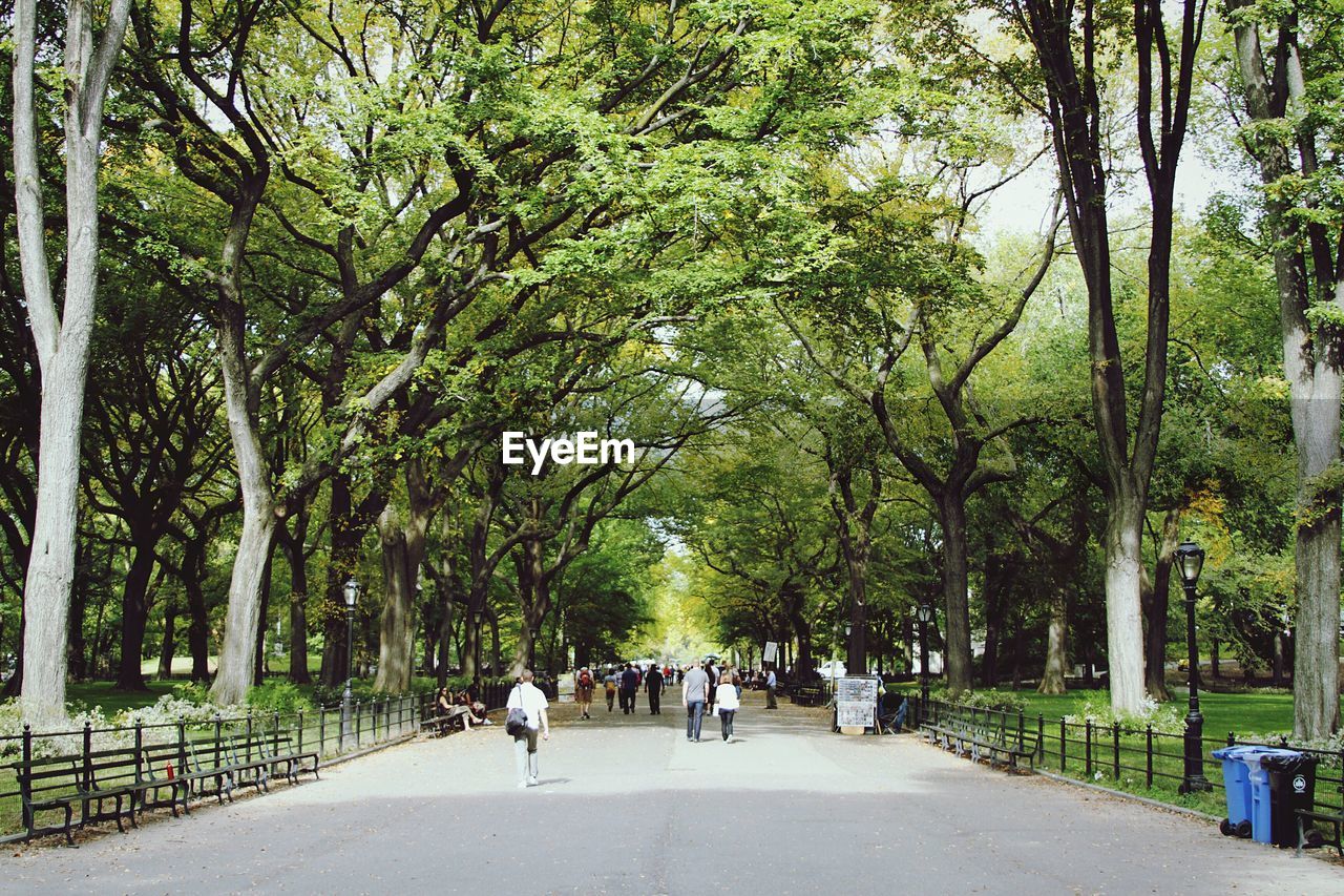 People walking on street amidst trees at park