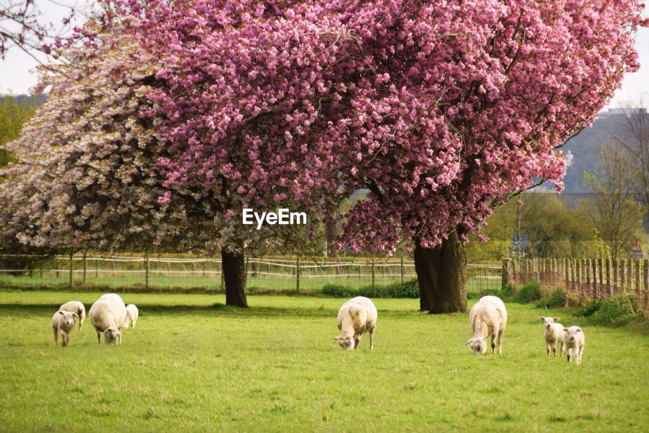 VIEW OF SHEEP GRAZING ON GRASS