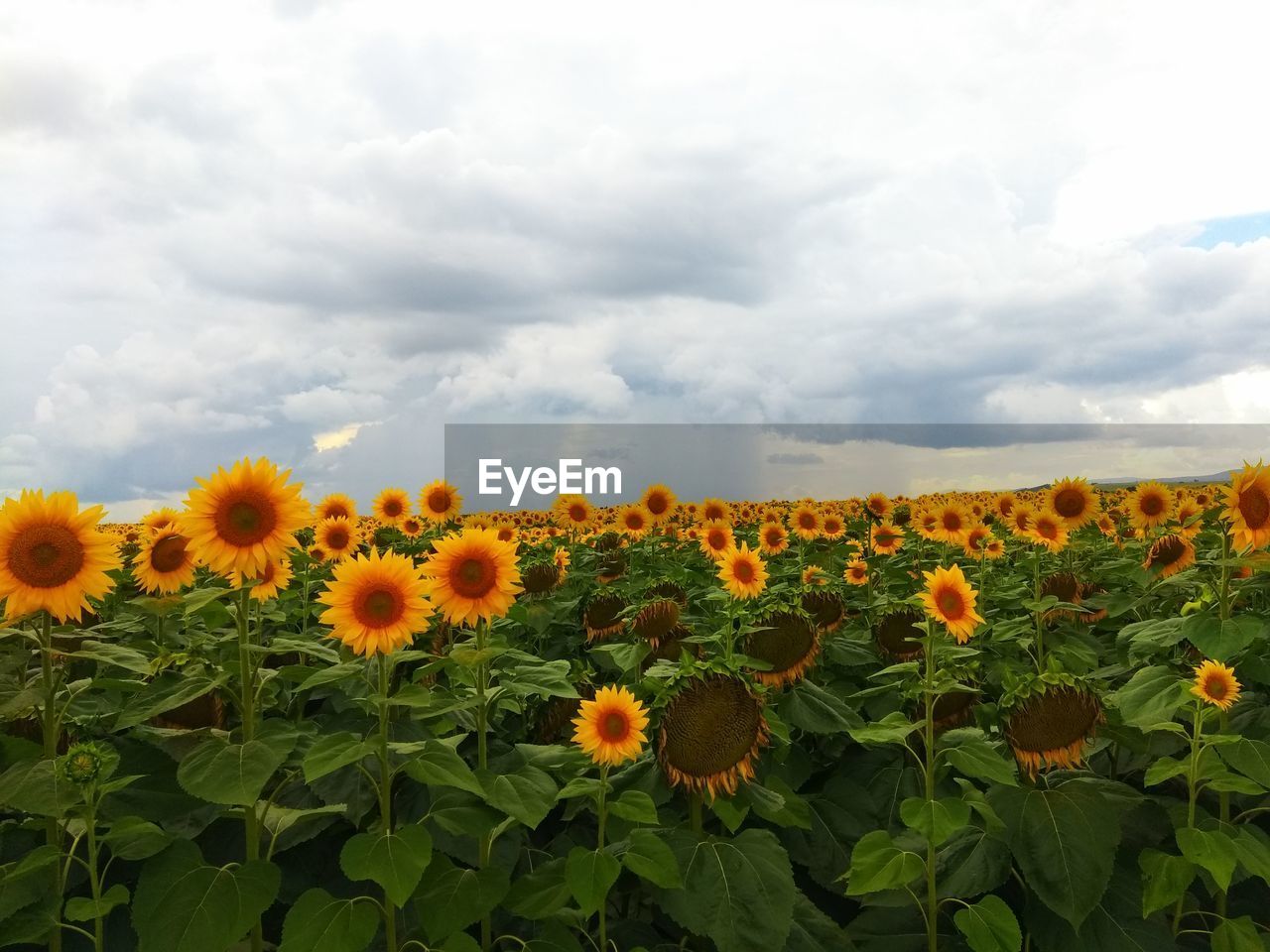 Sunflowers in field against cloudy sky