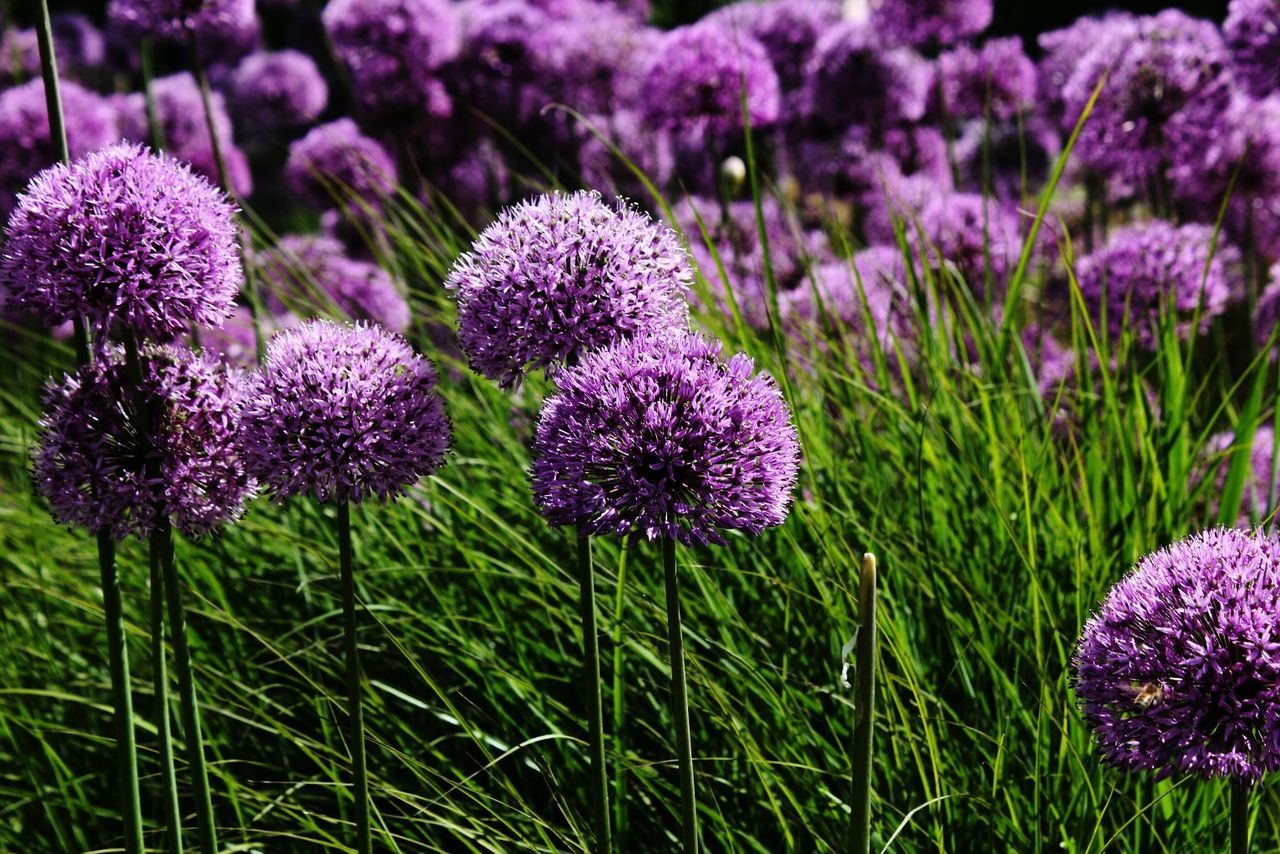 Close-up of purple flowers