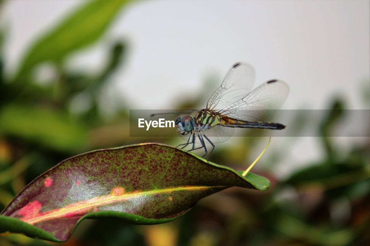 CLOSE-UP OF DRAGONFLY ON PLANT