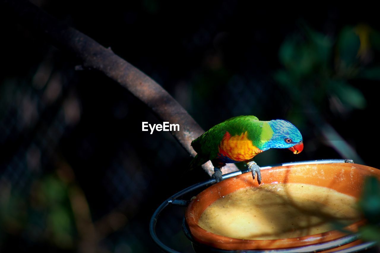 CLOSE-UP OF PARROT PERCHING