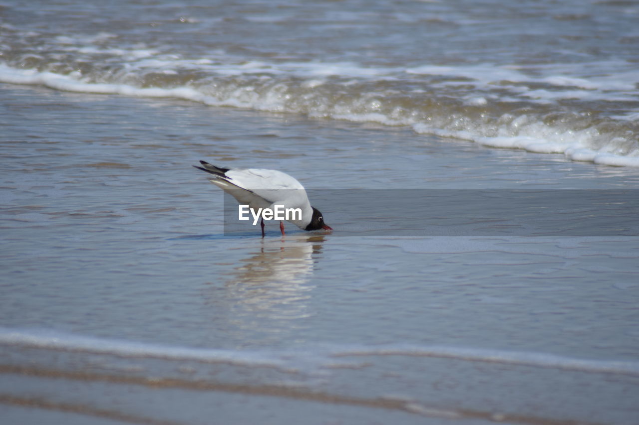 Seagull on beach