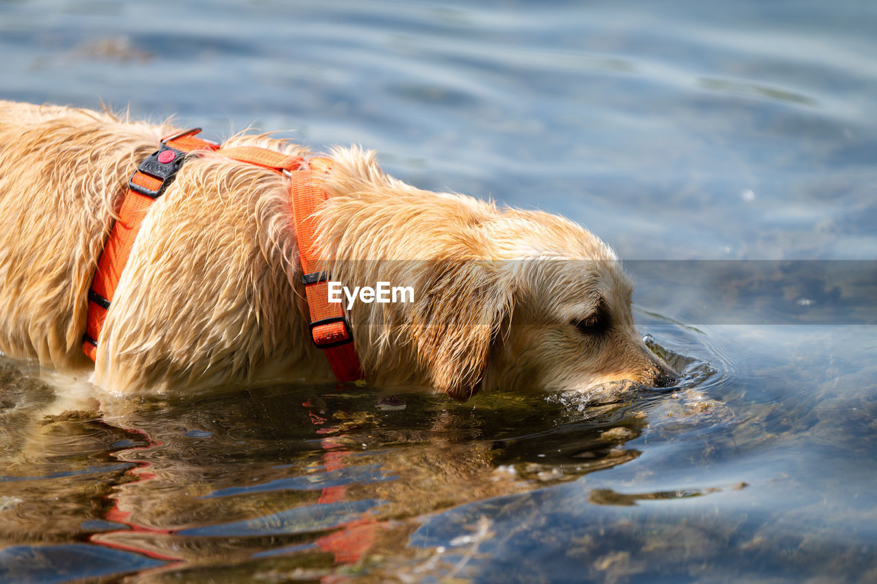 animal, animal themes, water, one animal, mammal, swimming, pet, canine, domestic animals, dog, nature, no people, sea, wet, animal body part, animal wildlife, day, outdoors, animal hair, carnivore