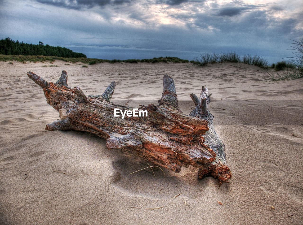 DRIFTWOOD ON SHORE AGAINST CLOUDY SKY