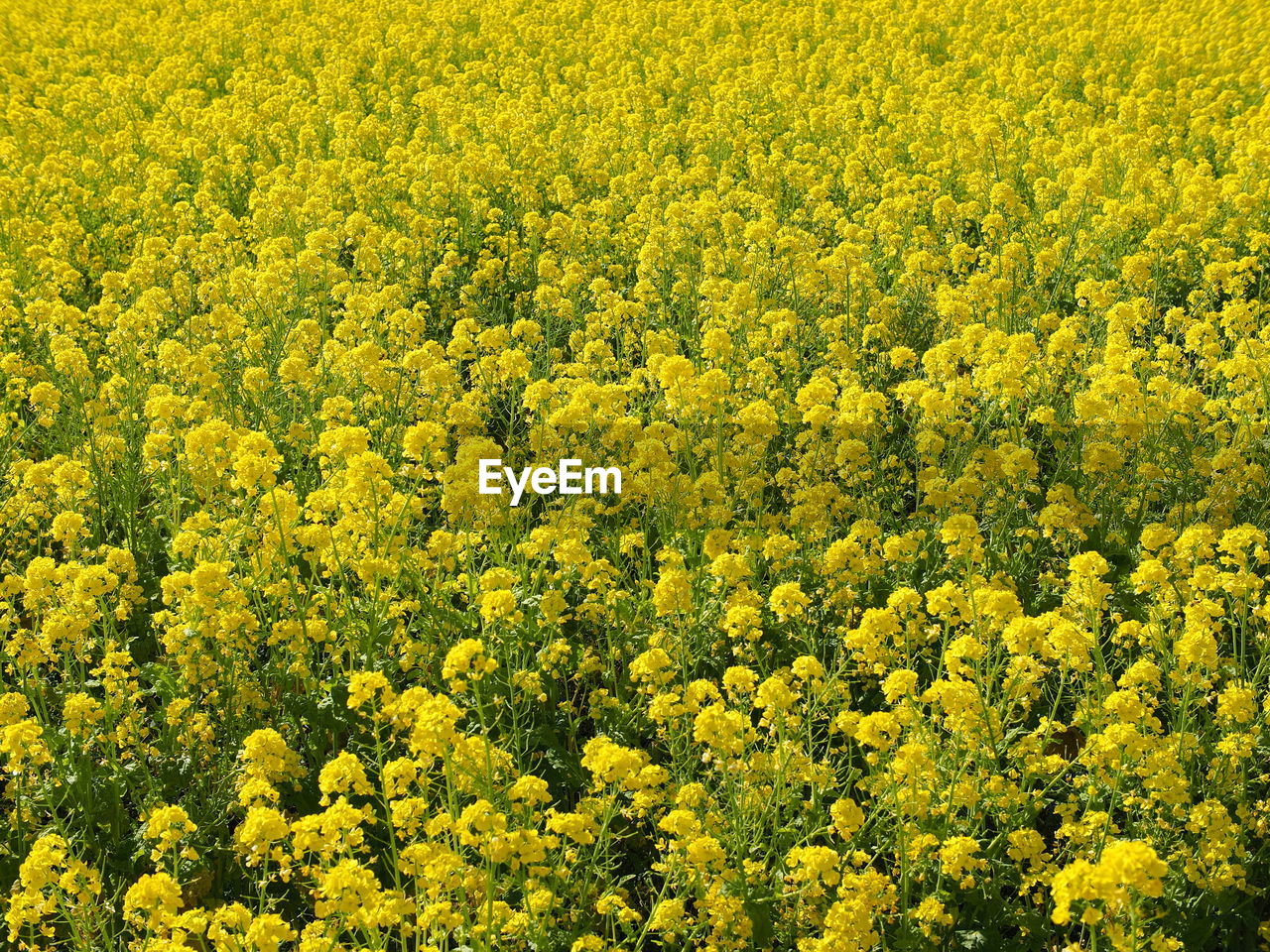 Full frame shot of yellow flowering plants in field