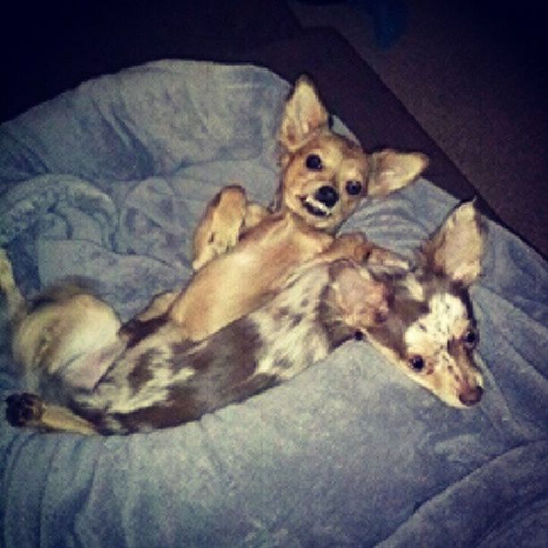 DOG RESTING ON BED