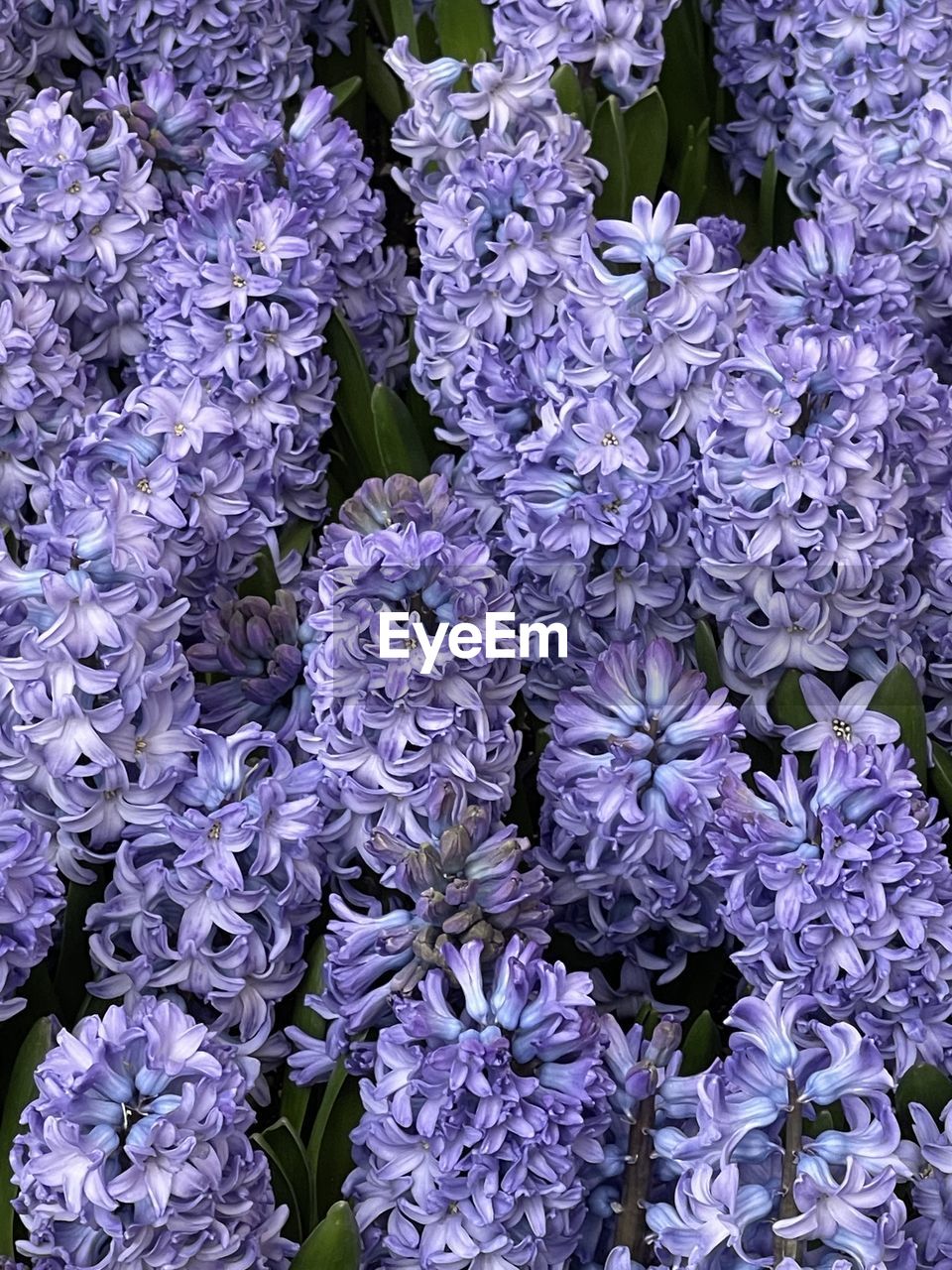 Full frame shot of purple flowering plants