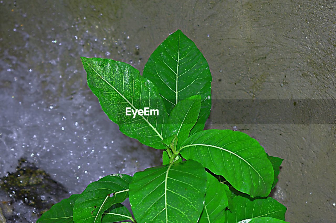 CLOSE-UP OF WET LEAVES