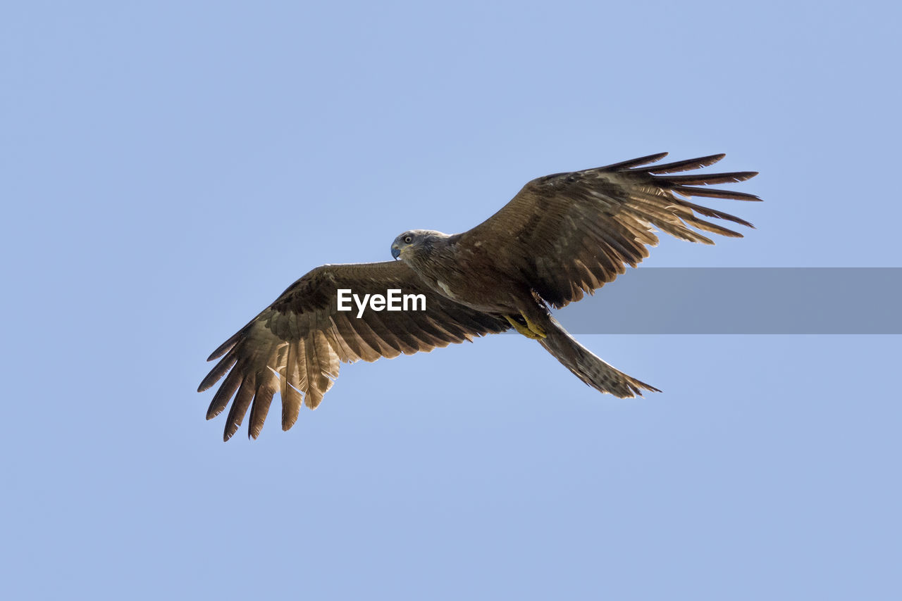 Low angle view of red kite flying against clear blue sky