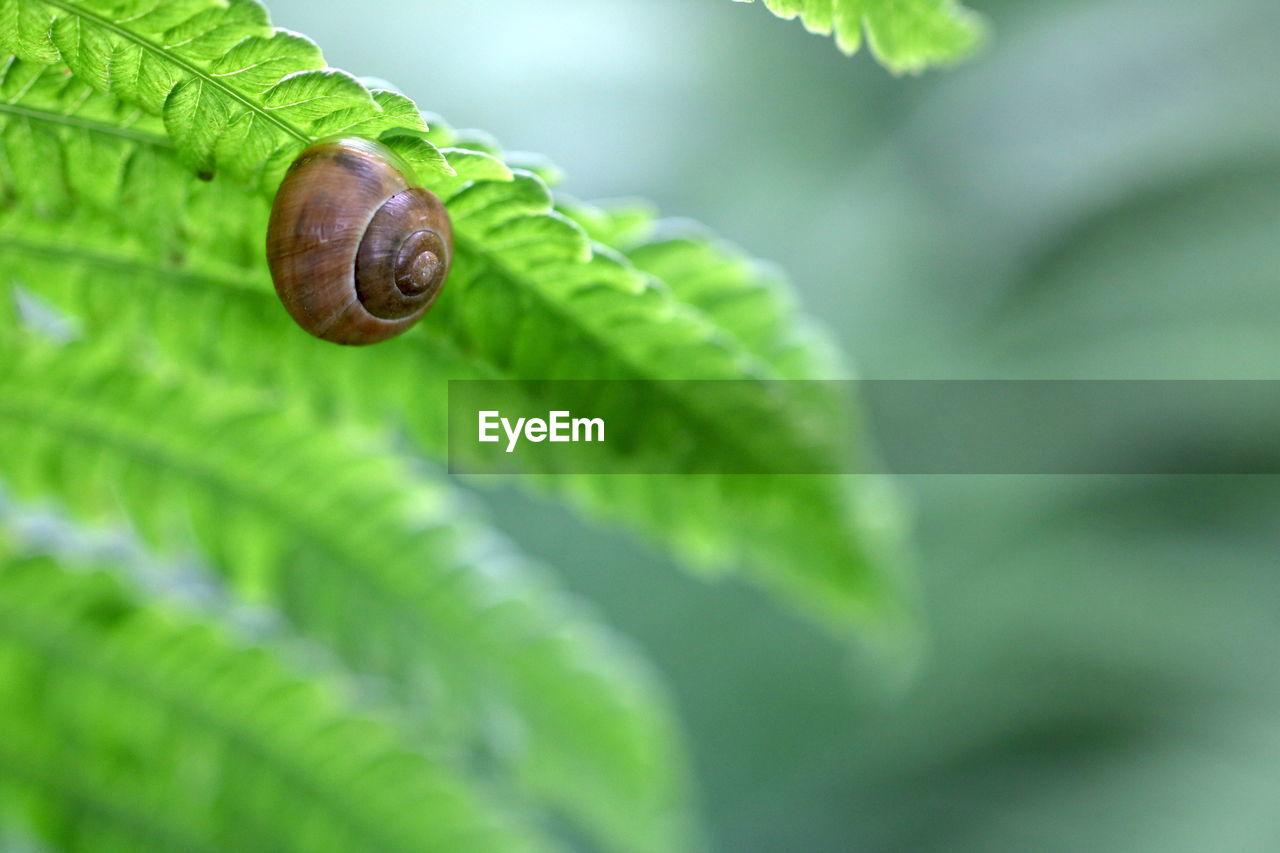 Close-up of snail under fern leaf