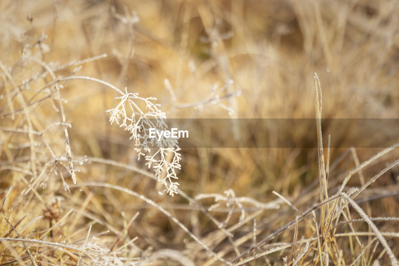 Close-up of frozen plant on field