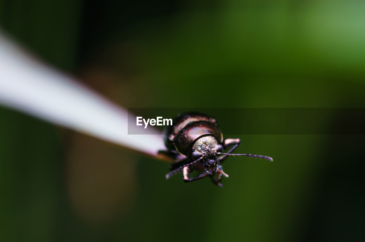 CLOSE-UP OF HOUSEFLY