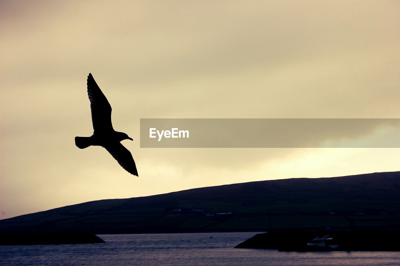 Low angle view of silhouette seagull flying above sea