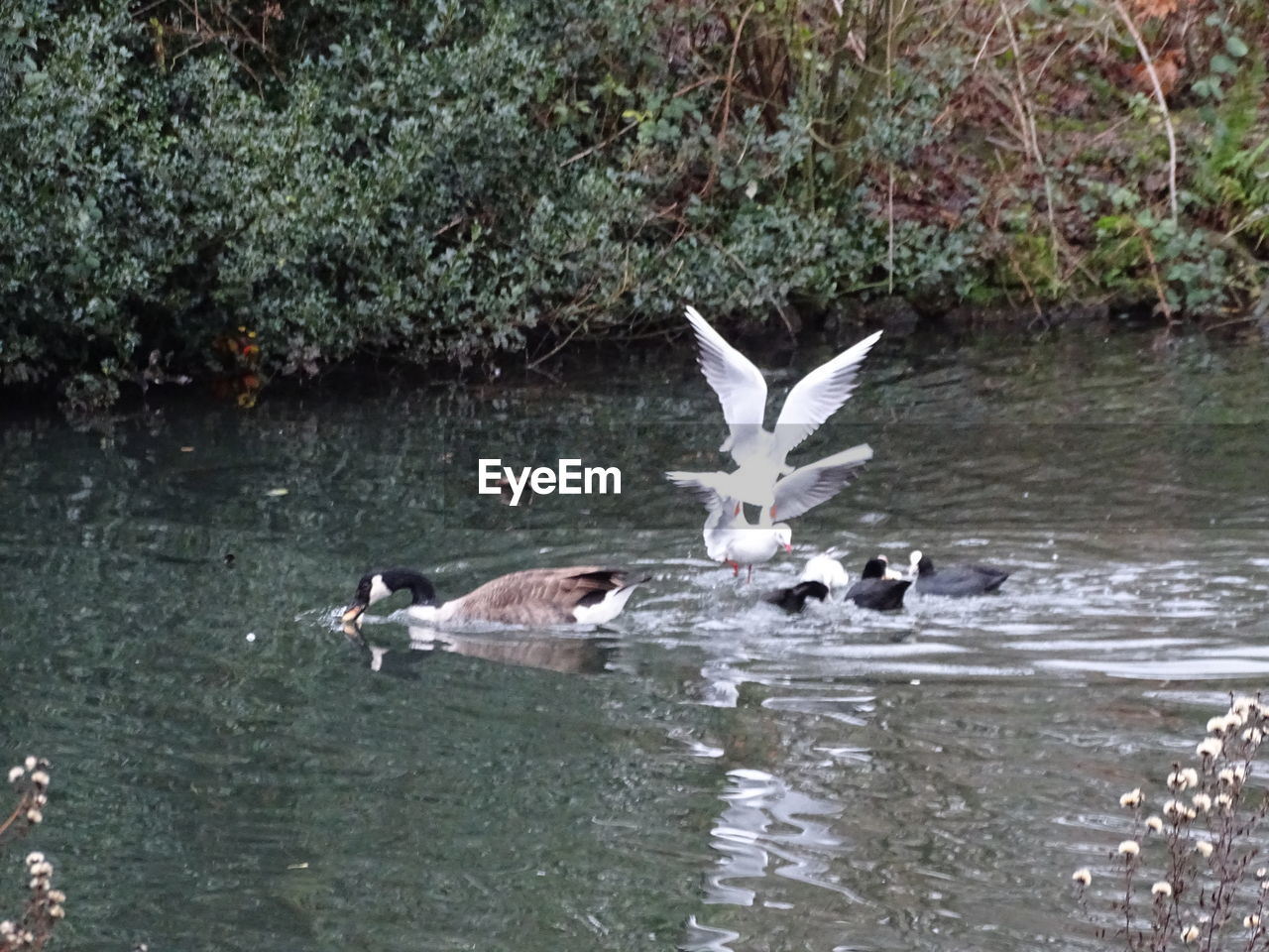DUCKS SWIMMING IN A LAKE