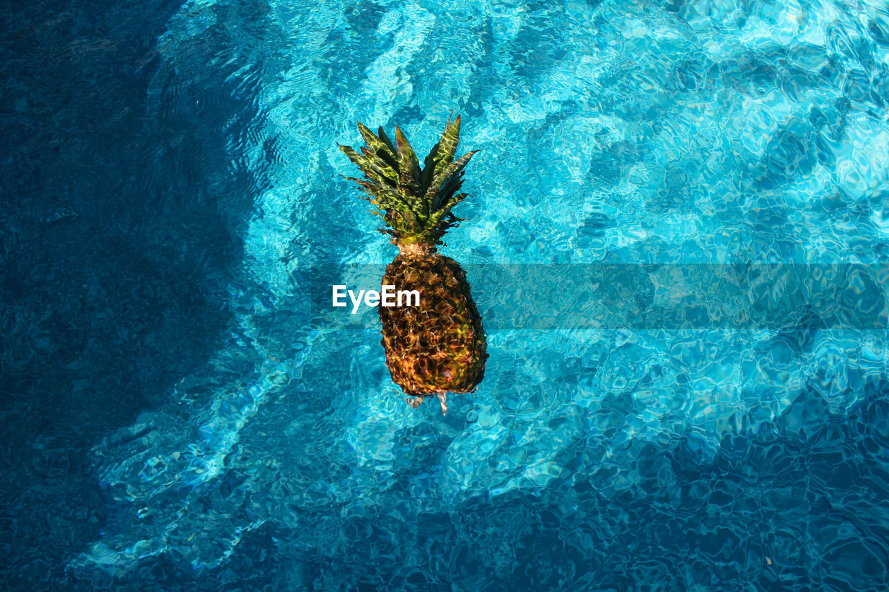 A pineapple fruit floating in the blue waters of an outdoor swimming pool on a sunny day