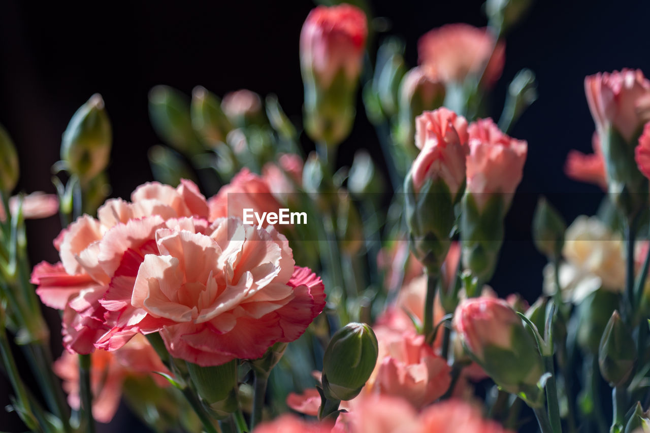 Close-up of pink flowering bouquet