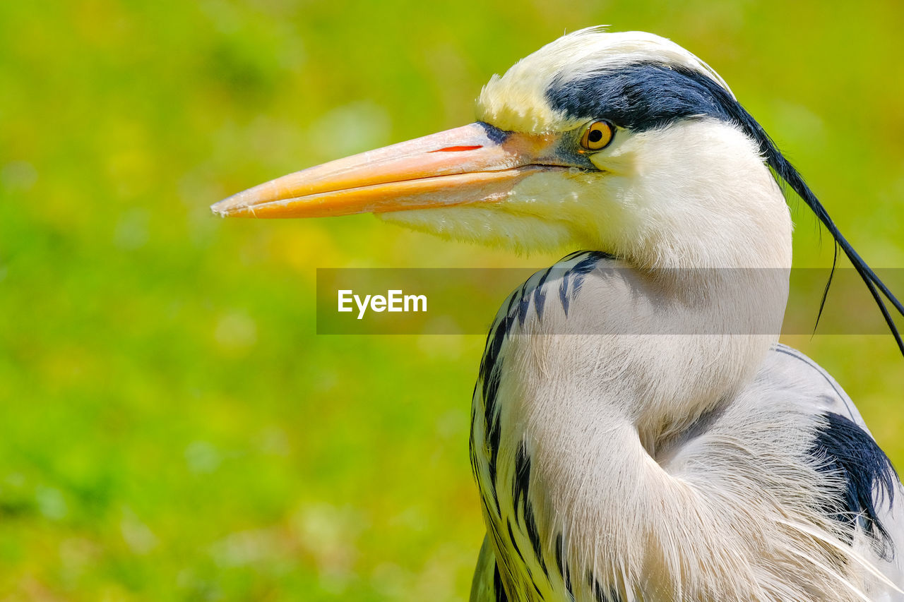 Close-up of a bird