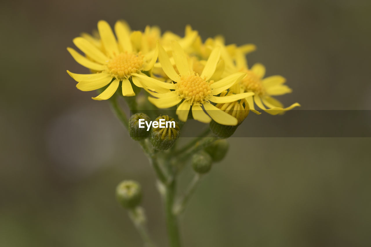 Close-up of yellow flowering plant