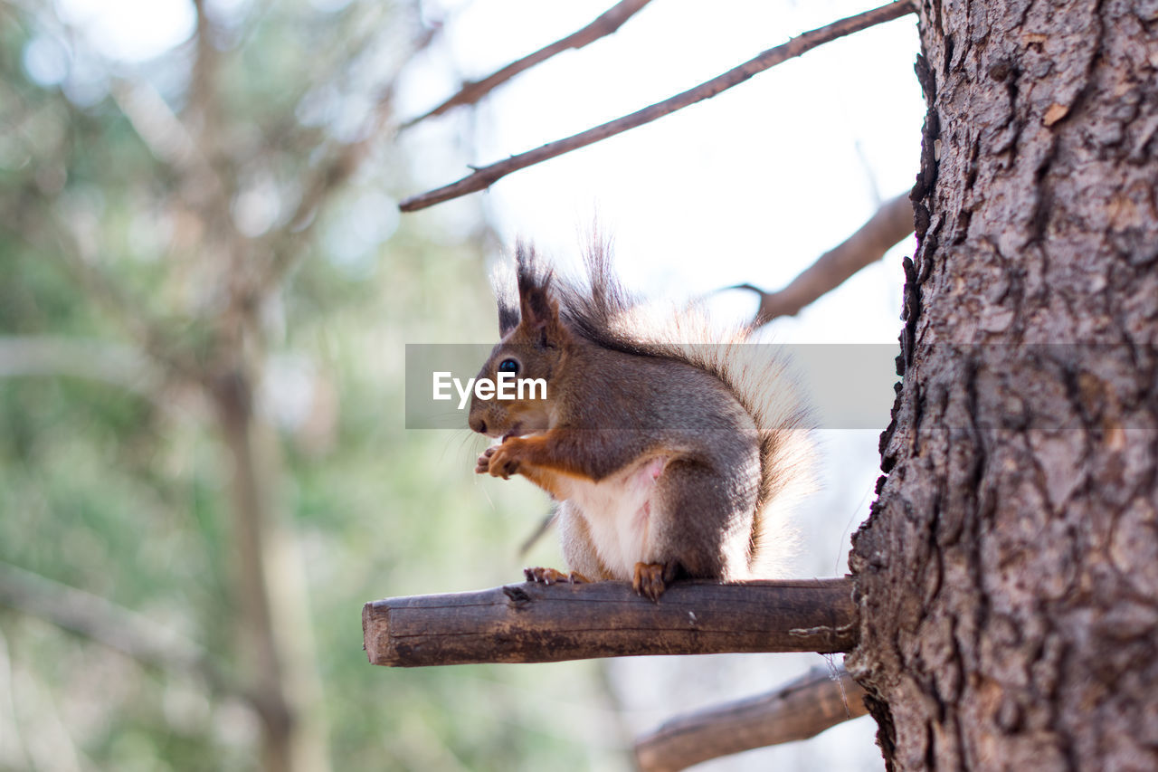 Close-up of squirrel on tree