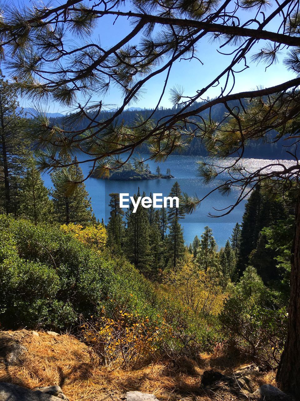 TREES BY LAKE IN FOREST