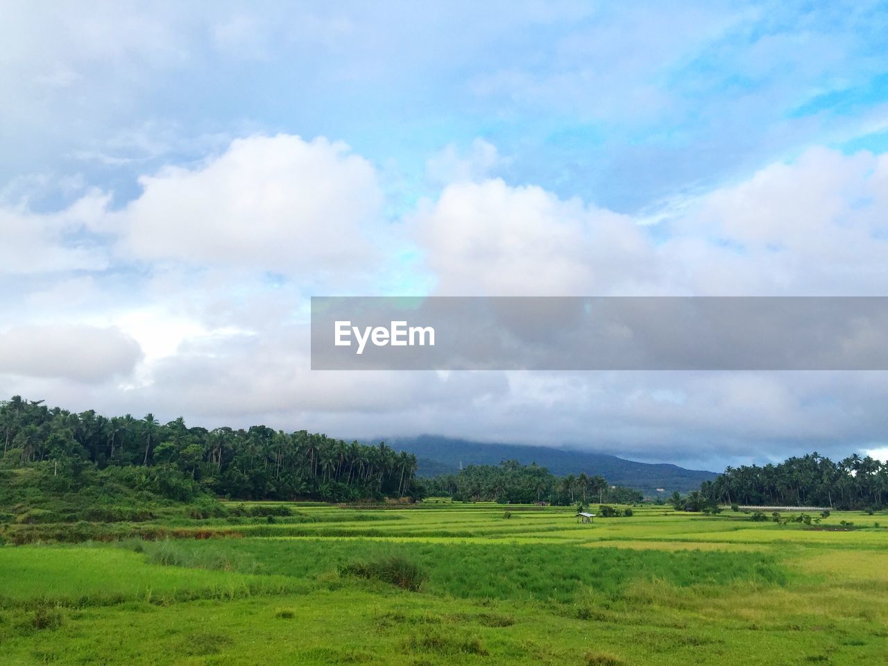 TREES ON GRASSY FIELD AGAINST CLOUDY SKY