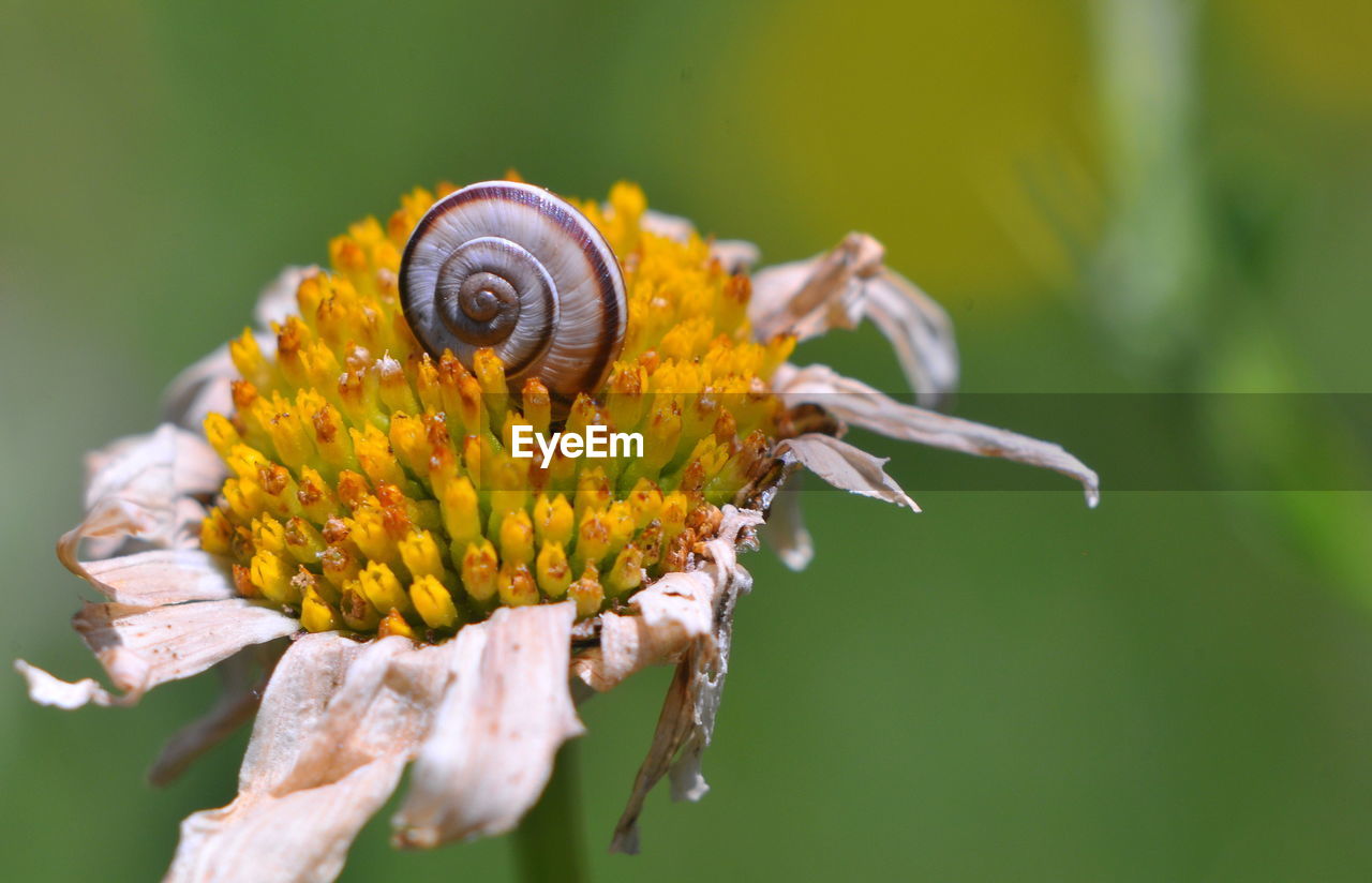 Close-up of snail on flowers
