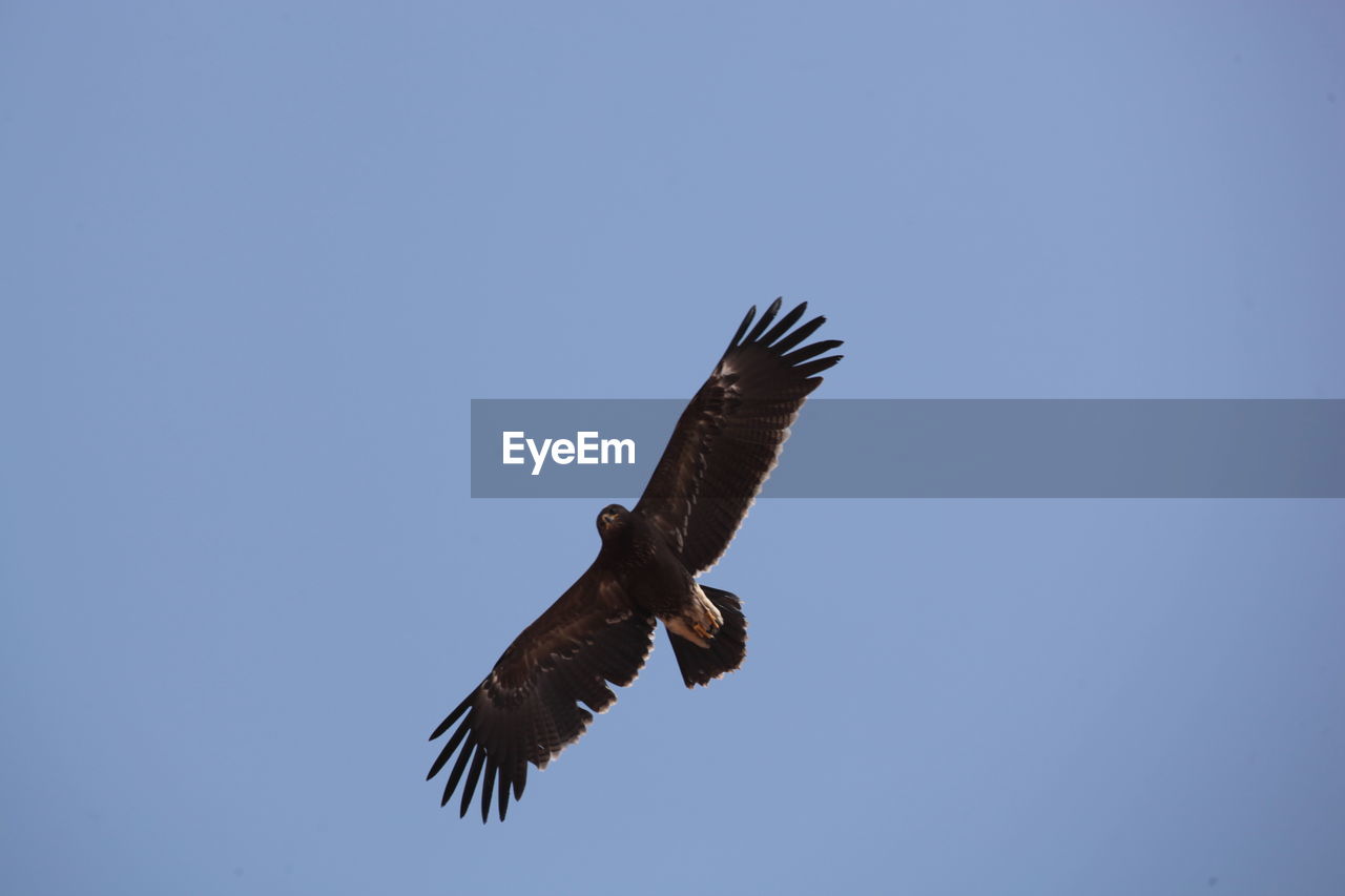 LOW ANGLE VIEW OF EAGLE FLYING AGAINST SKY