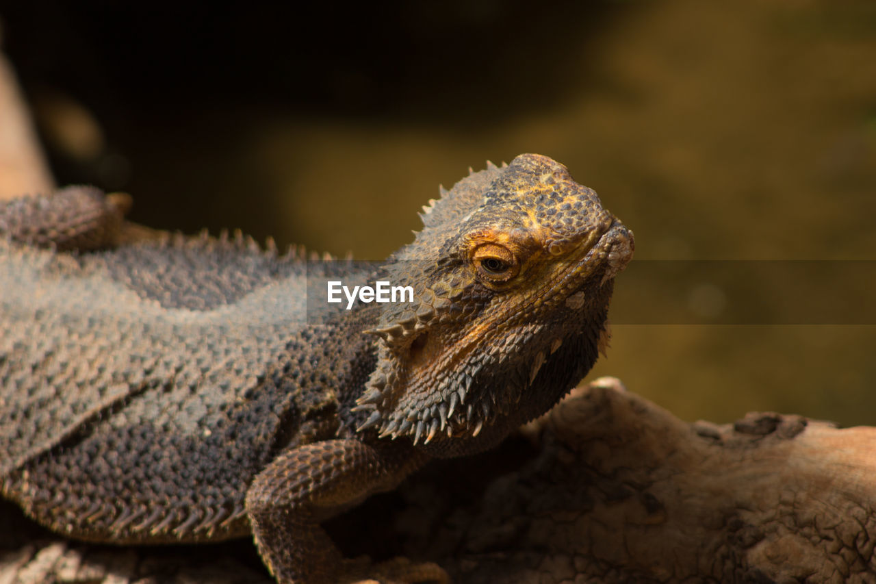 Close-up of lizard on rock