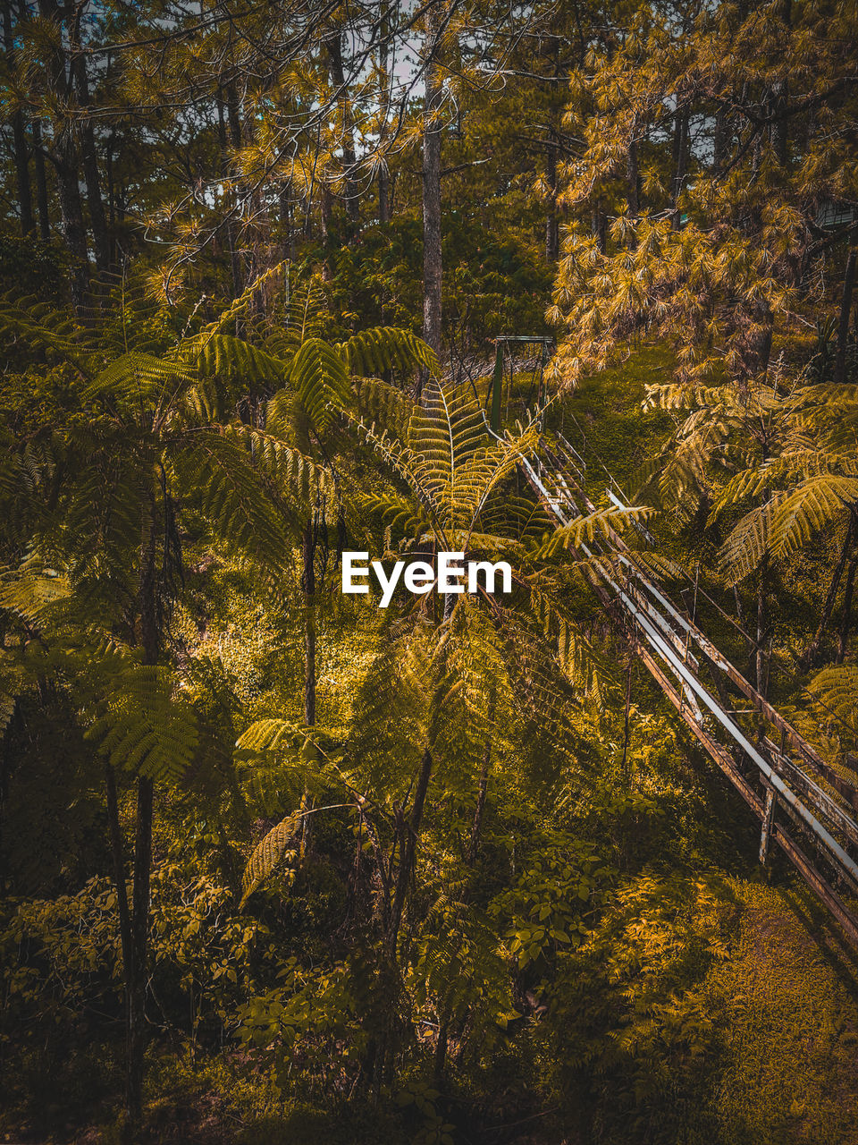 High angle view of trees growing in forest