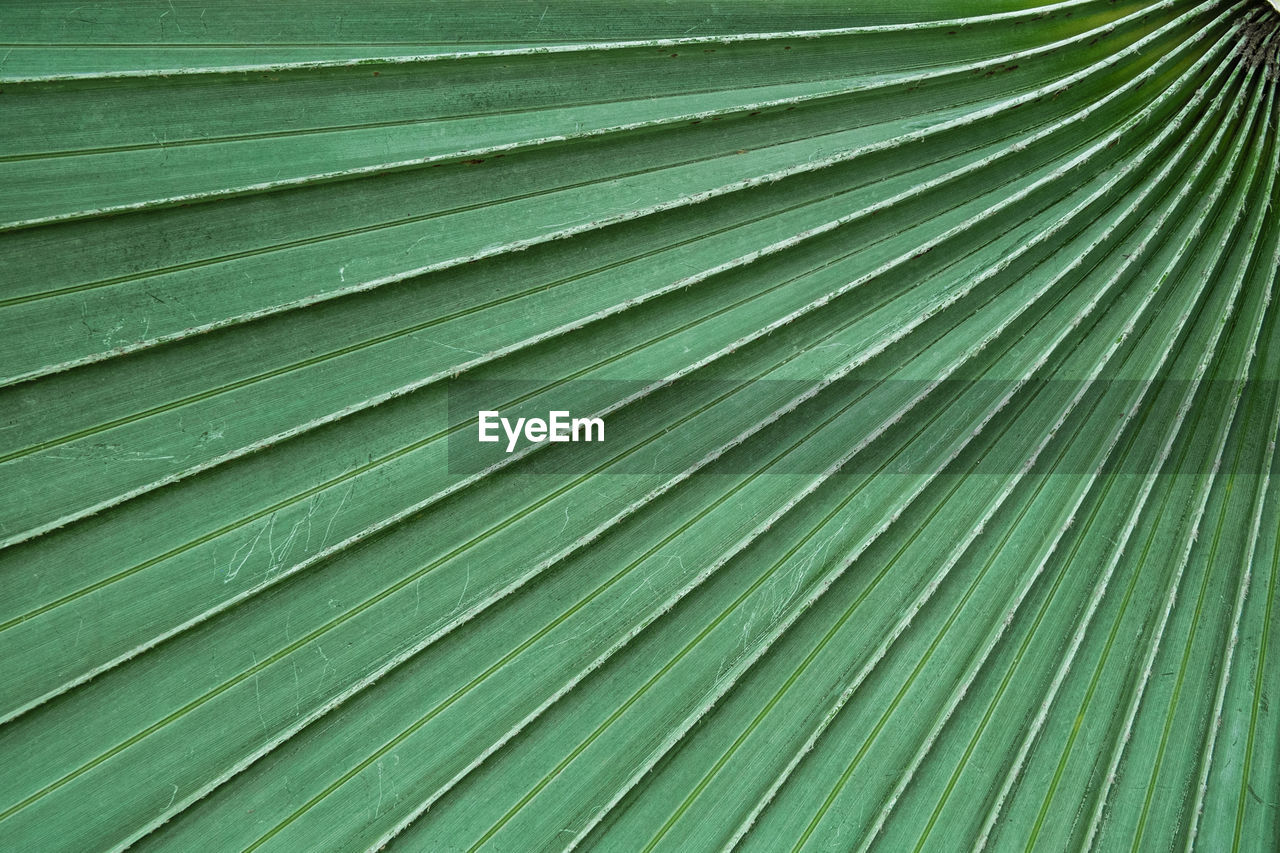 Full frame shot of palm leaf