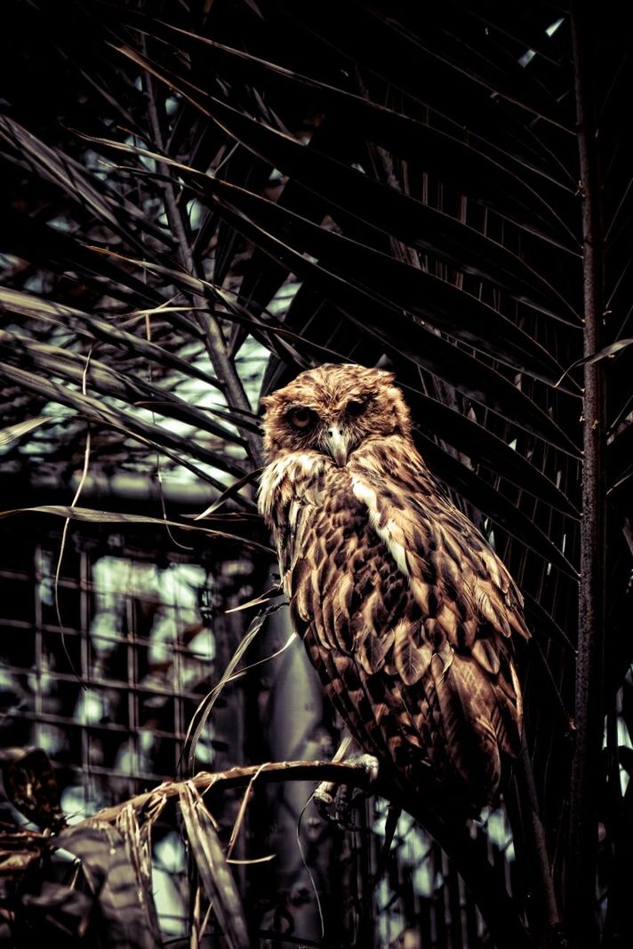 CLOSE-UP OF BIRD ON WALL