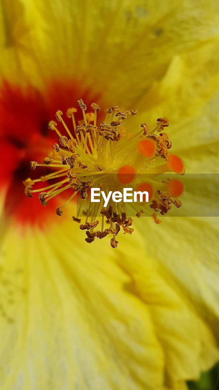 CLOSE-UP OF YELLOW FLOWER GROWING OUTDOORS