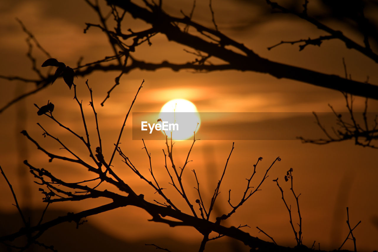 sky, sunset, branch, beauty in nature, silhouette, sunlight, nature, tree, scenics - nature, sun, plant, tranquility, light, evening, cloud, dramatic sky, twig, no people, tranquil scene, orange color, bare tree, environment, outdoors, landscape, dawn, astronomical object, idyllic, afterglow, non-urban scene, twilight, back lit, darkness, land, atmospheric mood, vibrant color, reflection, yellow, romantic sky, backlighting, travel destinations, fog, dark, moon