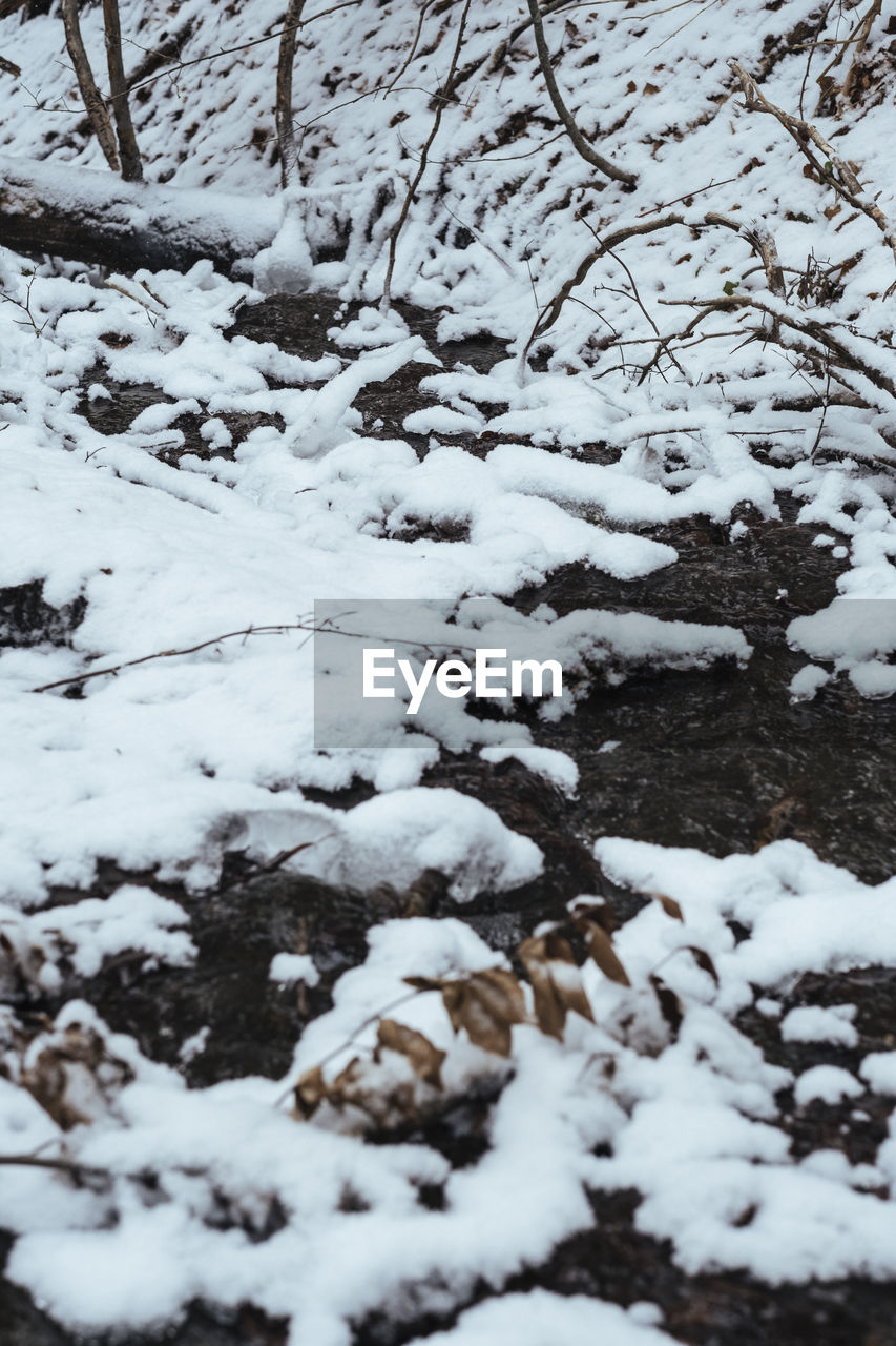 Snow covered trees on field