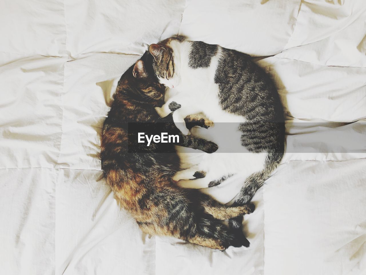 High angle view of cats sleeping on bed