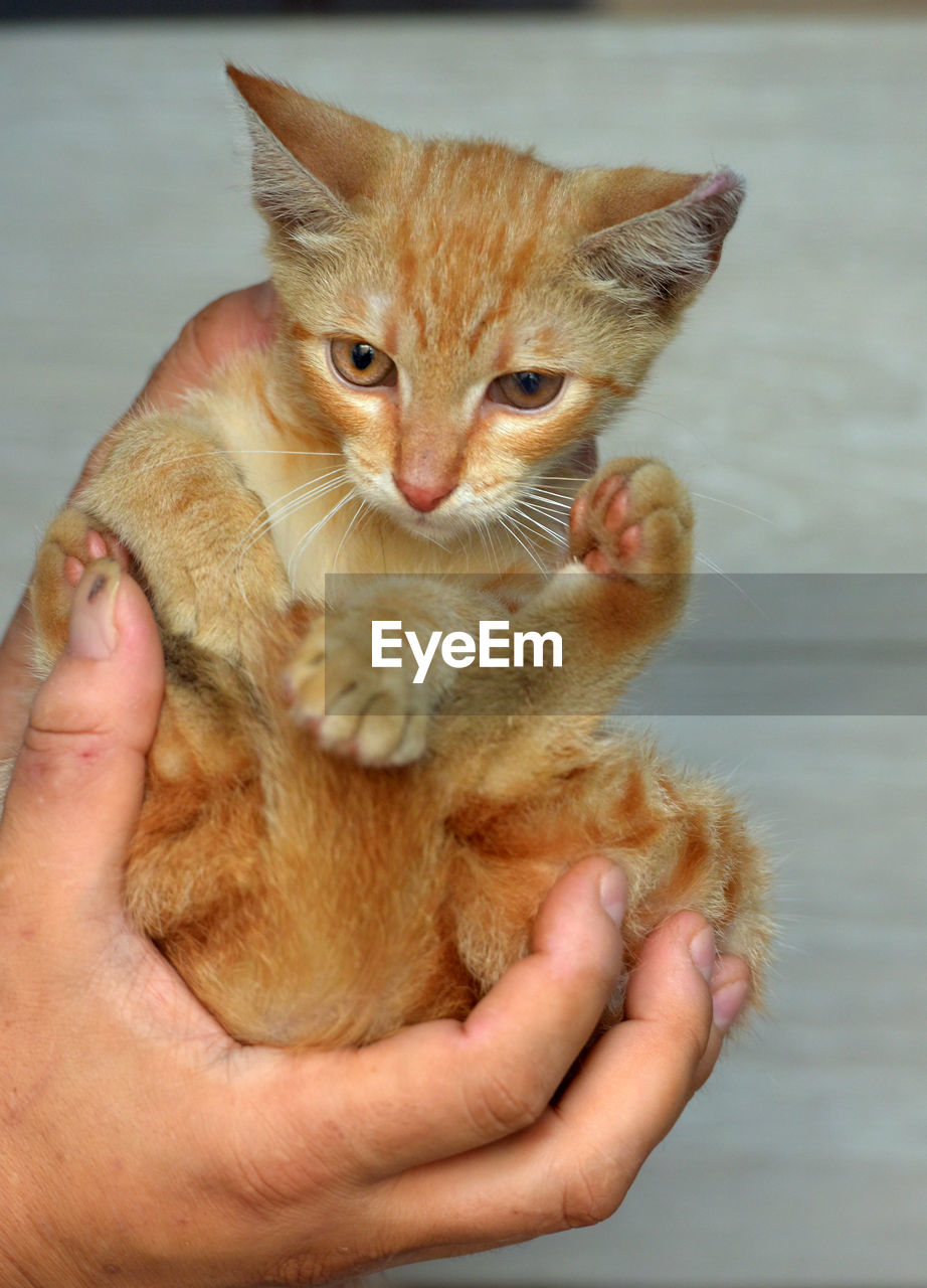 cat, animal, animal themes, pet, mammal, hand, domestic animals, whiskers, one animal, holding, one person, domestic cat, feline, young animal, small to medium-sized cats, close-up, kitten, indoors, felidae, cute, focus on foreground, finger, adult