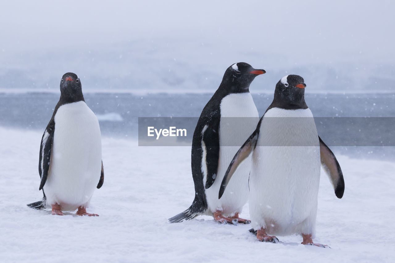 VIEW OF BIRDS ON SNOW COVERED LANDSCAPE