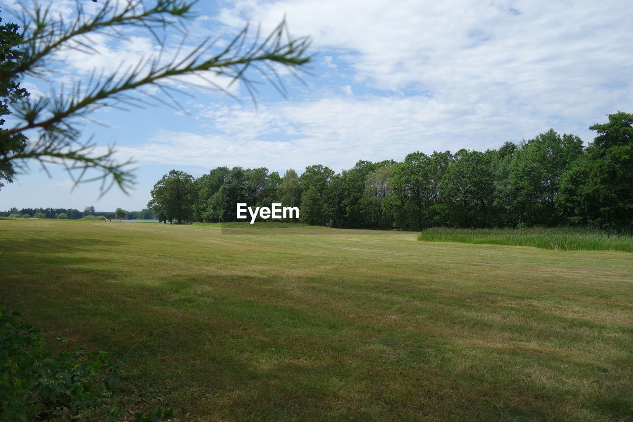 TREES GROWING ON FIELD AGAINST SKY