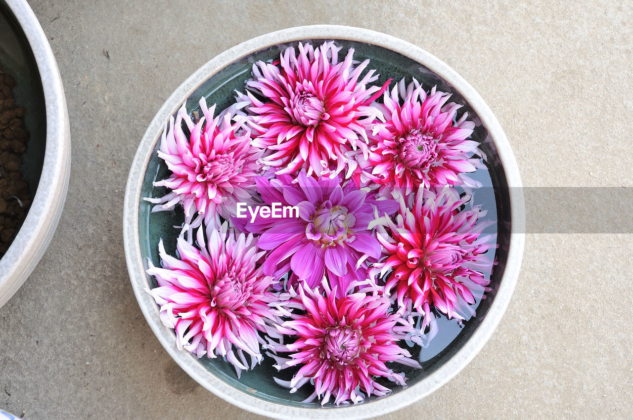 HIGH ANGLE VIEW OF PINK FLOWERS IN BOWL ON WHITE WALL