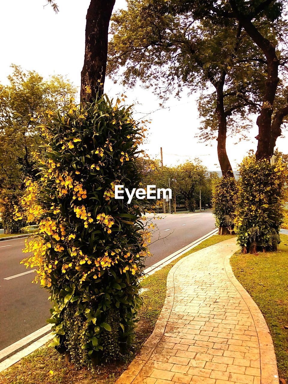 ROAD AMIDST TREES IN CITY AGAINST SKY