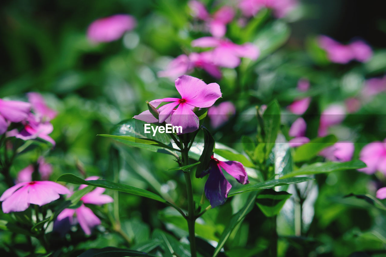 CLOSE-UP OF PINK FLOWERING PURPLE FLOWERS