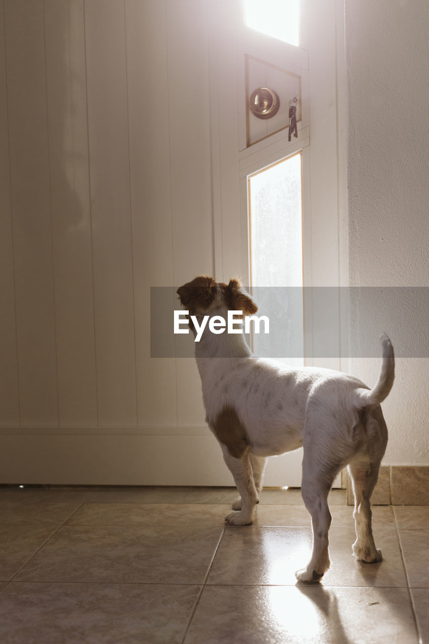 PORTRAIT OF A DOG STANDING ON DOOR