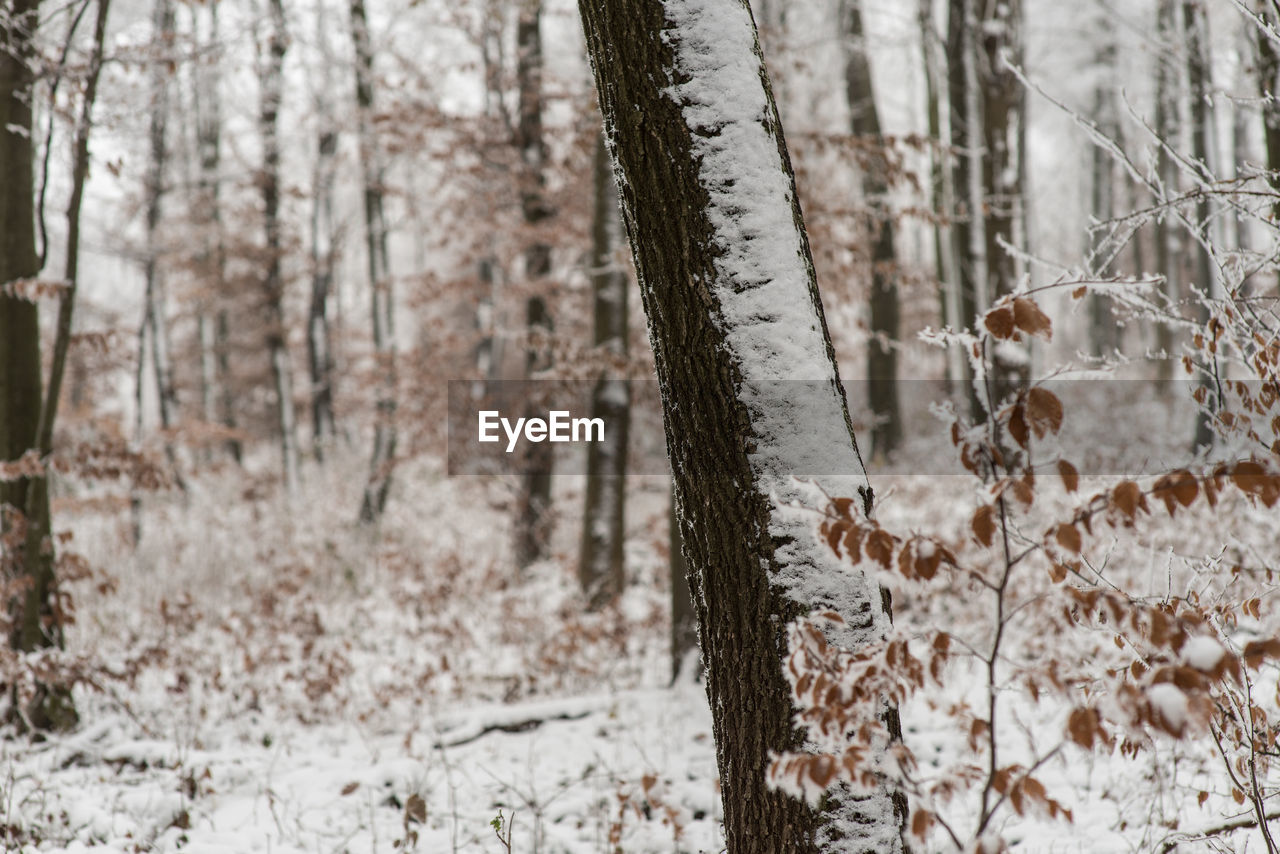 Trees in forest during winter