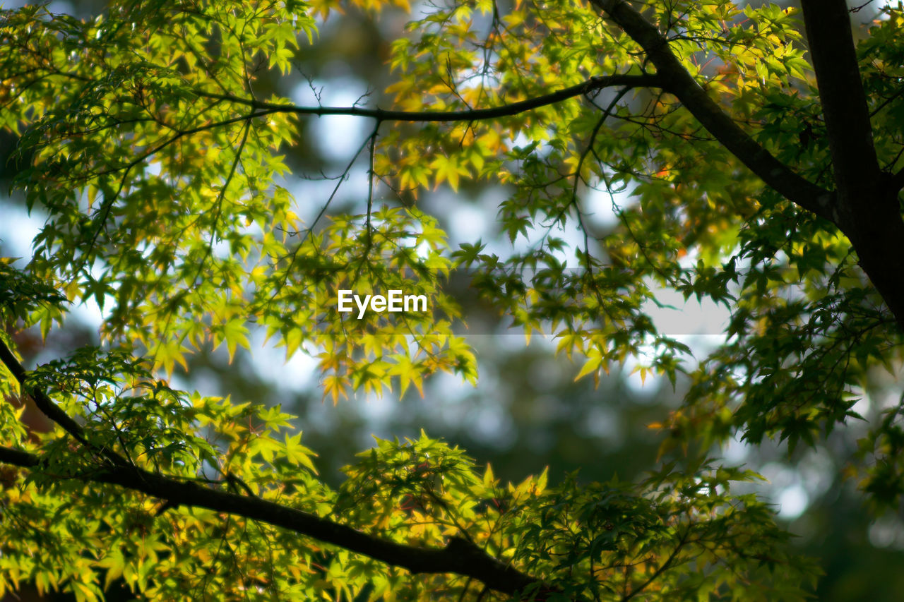 Low angle view of tree branches against sky