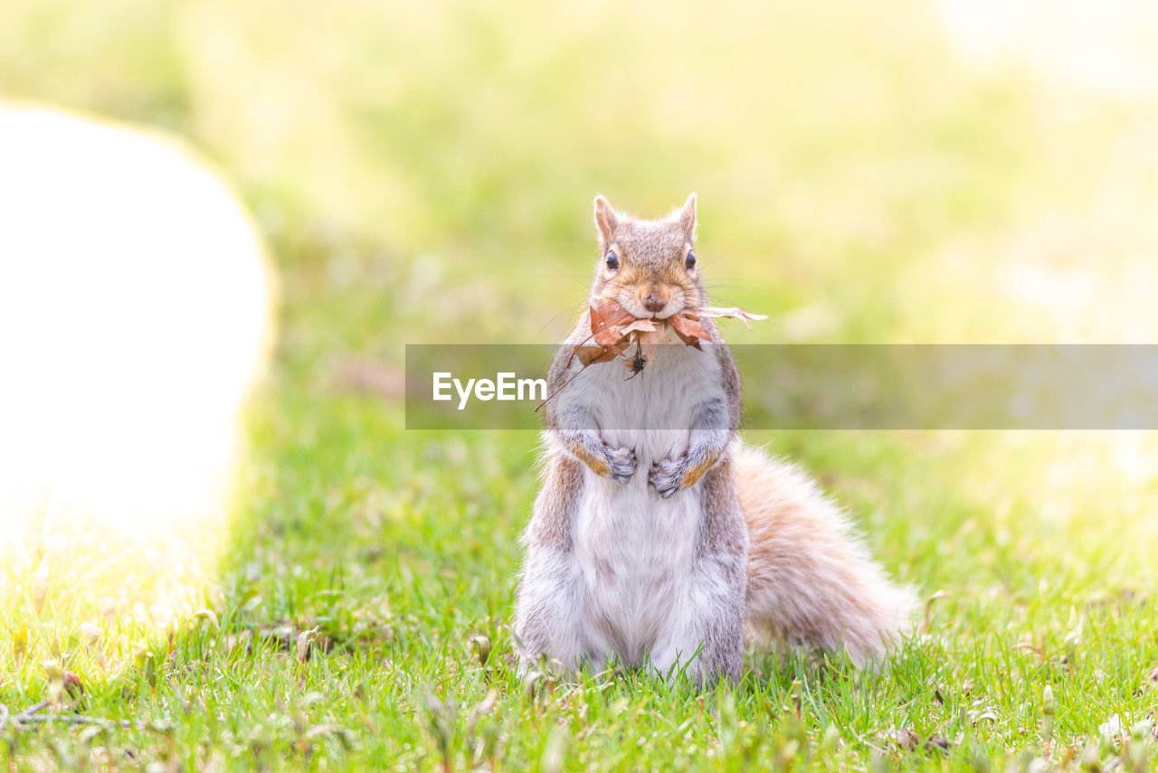 Squirrel sitting on grass